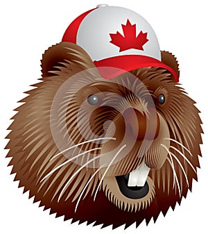 Canadian beaver