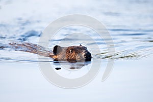 Canadian Beaver