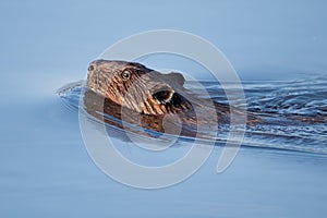 Canadian Beaver