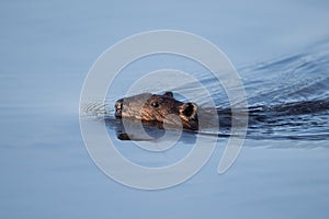 Canadian Beaver