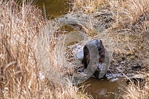 Canadian beaver walks between water