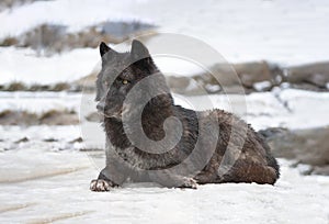 canadian black wolf lying on snow