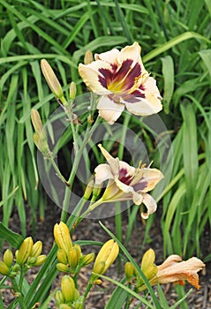 Canadian Border Patrol Daylily Hemerocallis