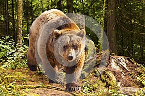 Canadian brown bear moving in the forest