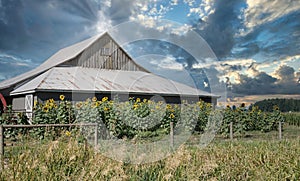 Canadian Country Barn Sunflowers Farming Scene with Stormy Skies