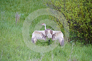 Canadian Crane defending territory photo