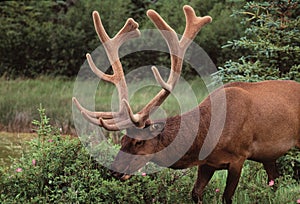 Canadian Elk Foraging photo