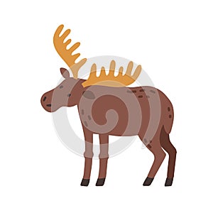 Canadian elk with horns. Scandinavian horny moose. Nordic wild animal. Colored flat vector illustration of Swedish fauna