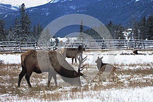 Canadian Elks photo