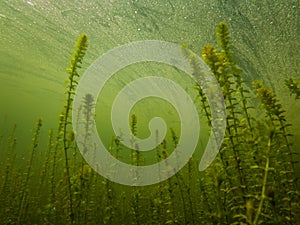 Canadian Elodea Waterweed Growing Underwater in a Pond, County Wicklow