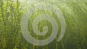 Canadian Elodea Waterweed Growing Underwater in a Pond, County Wicklow