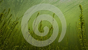 Canadian Elodea Waterweed Underwater in a Pond, County Wicklow photo