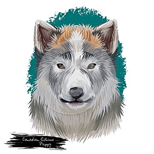Canadian eskimo dog pet digital art illustration photo