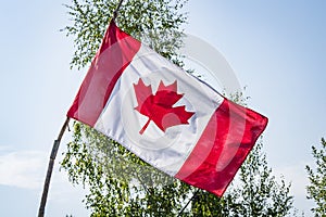 Canadian flag on a wooden stick with trees