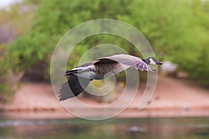 Canadian Flying Goose