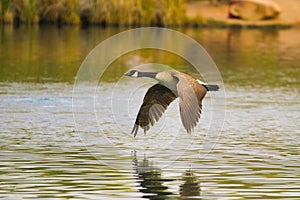 Canadian Flying Goose