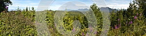 Canadian forest panoramic view. Vancouver. British Columbia