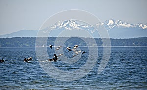 Canadian gees flock at Richmond Beach Saltwater