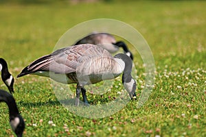 Canadian Geese