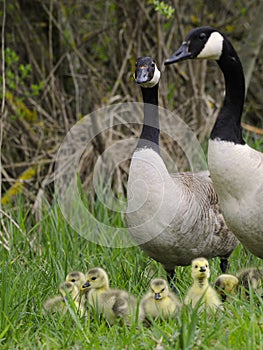 Canadian Geese