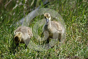 Canadian Geese