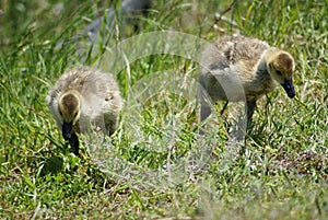 Canadian Geese