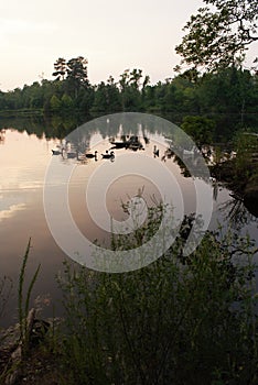 Canadian Geese