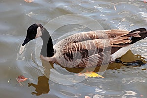 Canadian geese