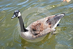 Canadian geese