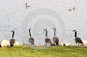 Canadian Geese