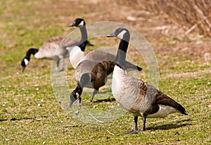 Canadian Geese