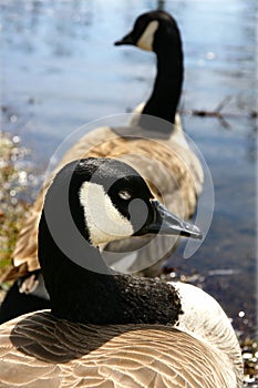 Canadian geese