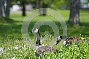 Canadian Geese