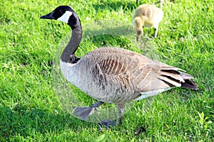 Canadian Geese