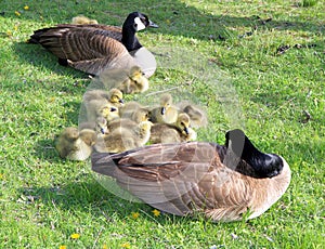 Canadian Geese