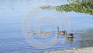 Canadian geese with a baby ducklings