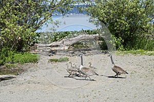 Canadian geese with a baby ducklings