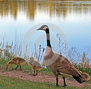 Canadian Geese with baby goslings next to Sylvan Lake in Custer State Park in the Black Hills of South Dakota