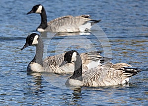 Canadian Geese Or Branta Canadensis In Flight In Early Autumn