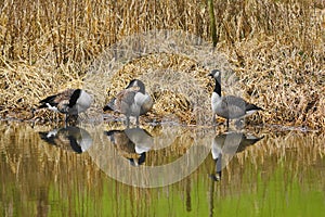 Canadian Geese (Branta Canadensis) on Leeds Liverpool Canal, East Marton, Craven District, North Yorkshire, England, UK