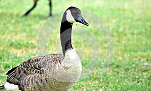 Canadian Geese photo