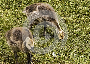 Canadian geese chicks