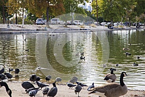 Canadian geese, crows, ducks and pigeons grazing on the banks of a lake and swimming in the rippling green water with cars parked