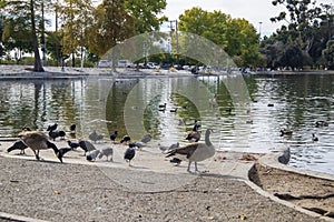 Canadian geese, crows, ducks and pigeons grazing on the banks of a lake and swimming in the rippling green water with cars parked