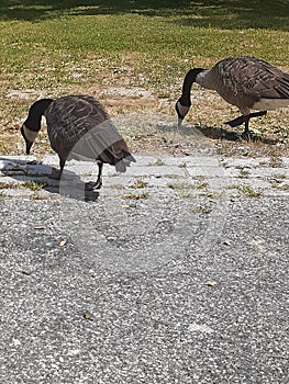 Canadian geese at Deering Oaks Park