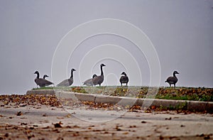 Canadian geese in dense fog.