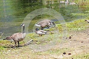 Canadian Geese and ducks