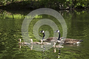 Canadian Geese Family