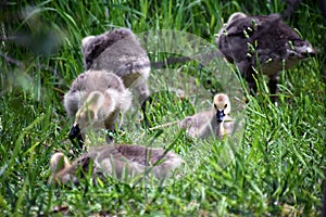 Canadian geese family, parents with goslings at the lake shore at Shoshone waterfall Twin Falls Idaho