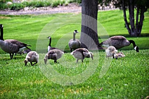 Canadian geese family, parents with goslings at the lake shore at Shoshone waterfall Twin Falls Idaho